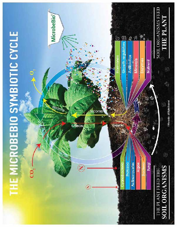 MICROBEBIO - HYDRO ACTIVATOR - 06 02 MICROBEBIO - HYDRO ACTIVATOR