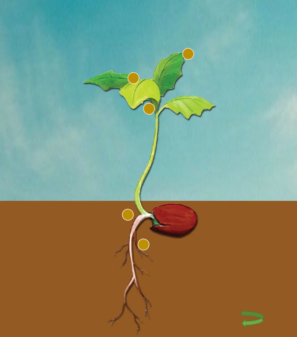 Microbebio Rhizo Activator 3 Microbebio Rhizo Activator 3
