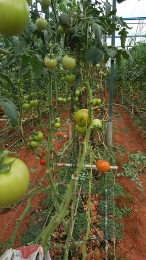 Microbebio best fertilizer the best fertilizer usa Trial test on Tomato