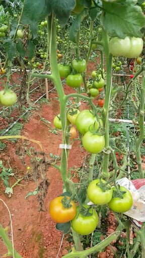 Microbebio fertilizer dealer supply Trial test on Tomato