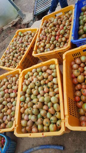 Microbebio liquid fertilizer Trial test on Tomato