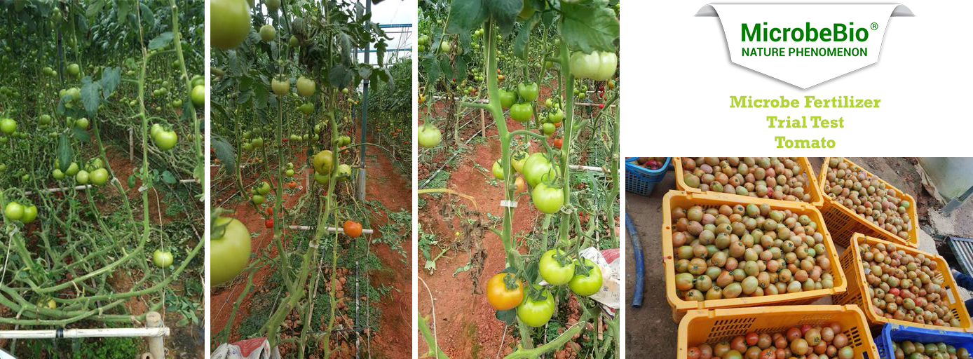 Microbebio best fertilizer the best fertilizer usa Trial test on Tomato
