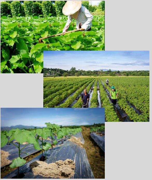 Fertilizer Microbial