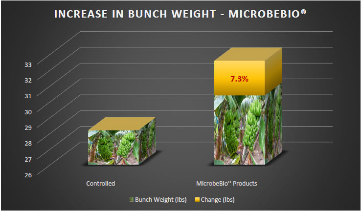 MICROBEBIO - Tomato 3