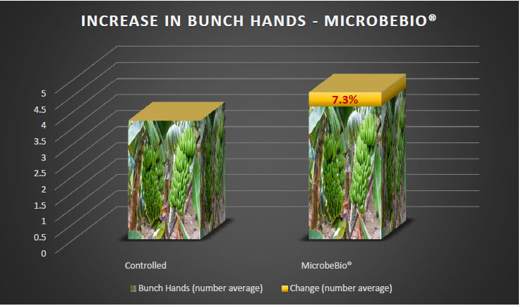 MICROBEBIO - Tomato 4