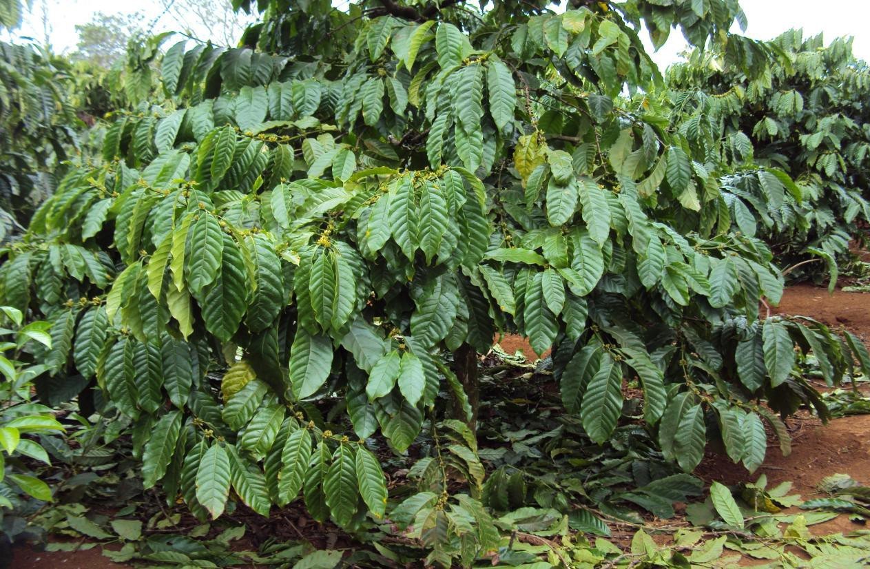 Microbebio Coffee Trial Test