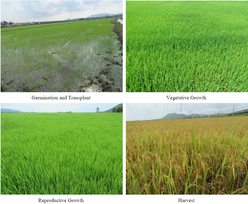 Microbebio Rice Trial Test Tinh Bien 2018