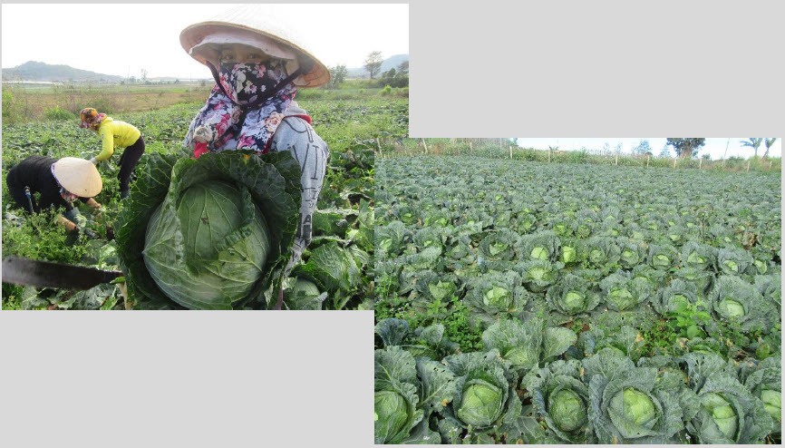 Microbial Fertilizer