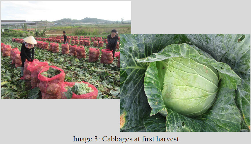 Microbial Fertilizer