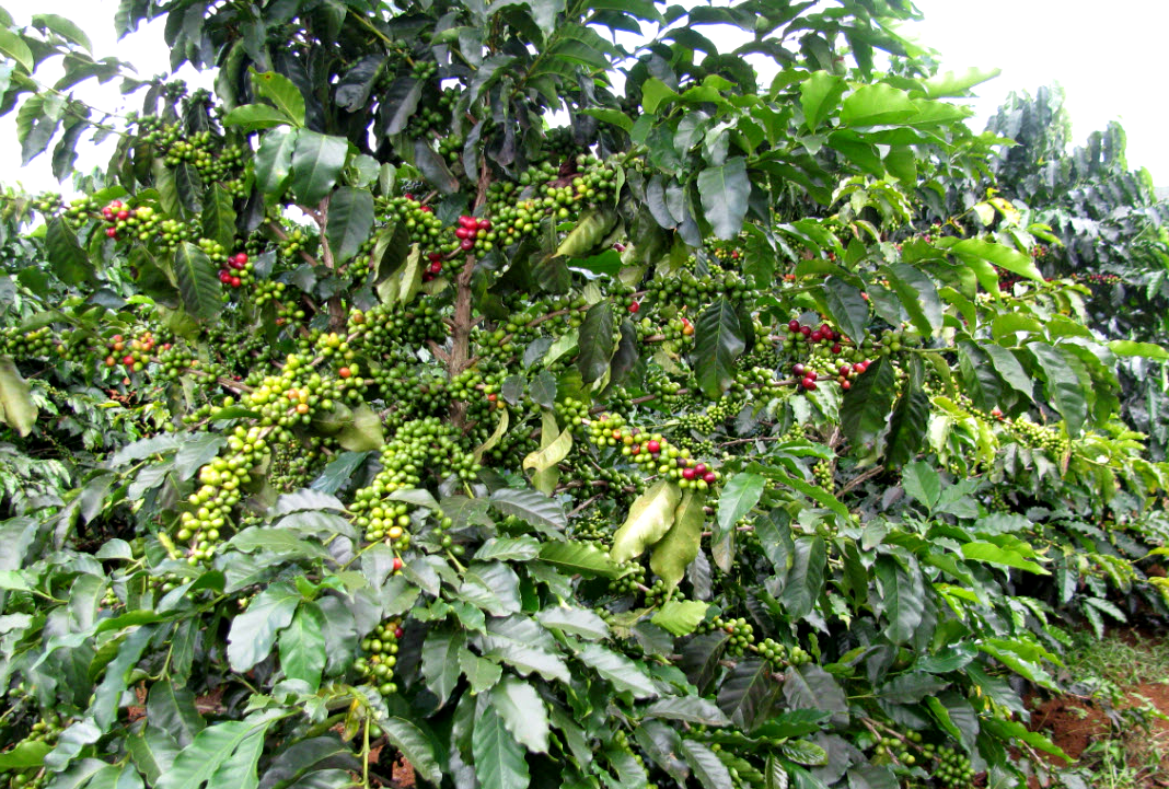Microbial Fertilizer Coffee Trial Test.jpg