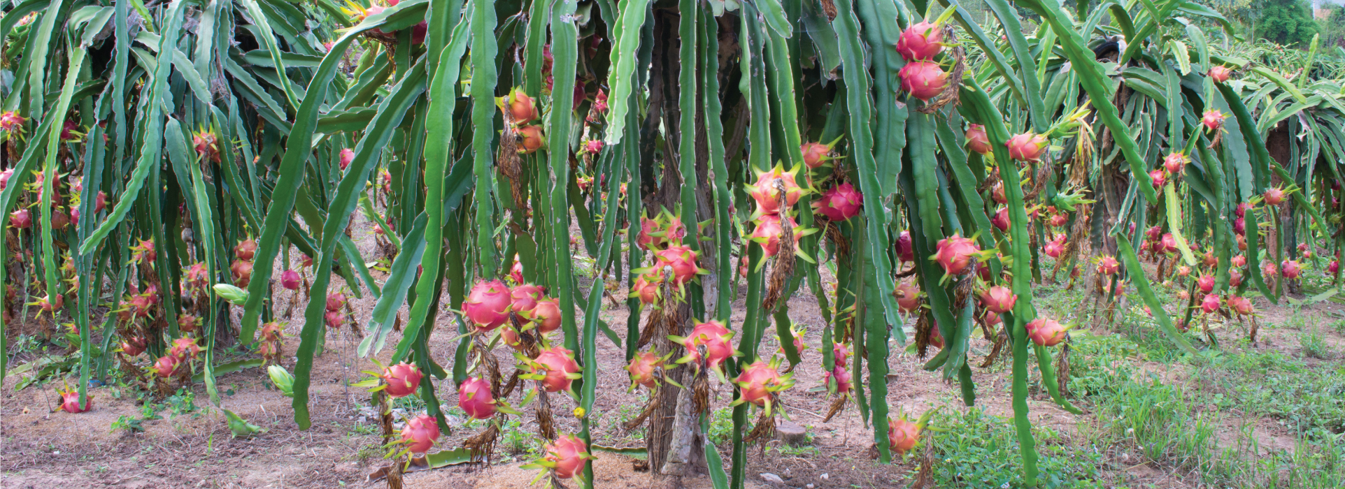 MICROBEBIO-APPLICATIONPROGRAM-DRAGONFRUIT1