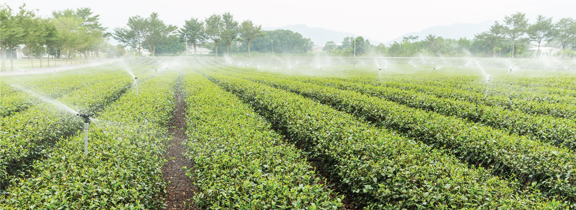 MICROBEBIO-APPLICATIONPROGRAM-GREENTEA1