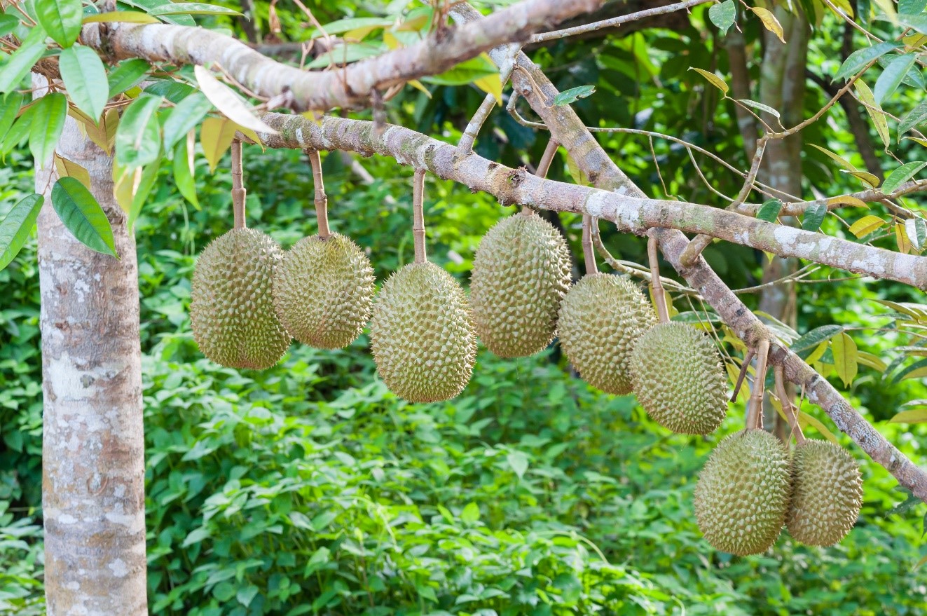 Microbebio Cambodia Durian