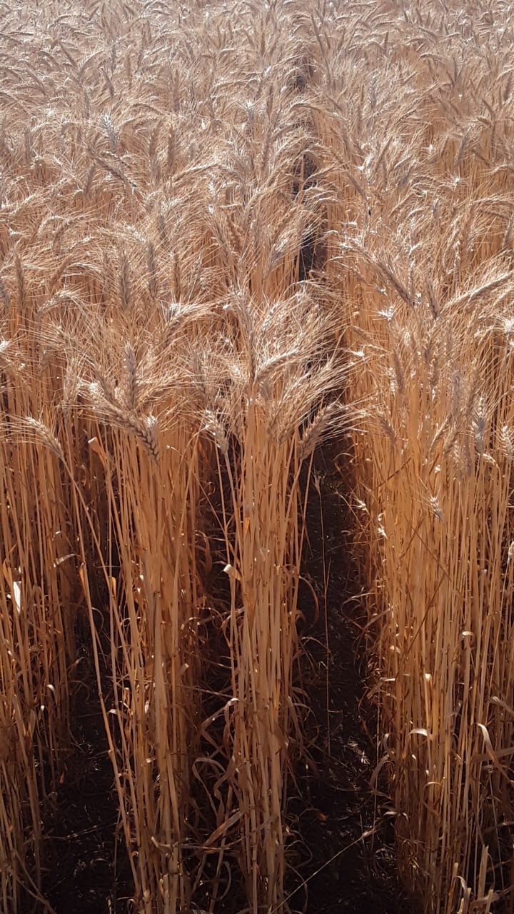 South Africa test sites on wheat farm 01