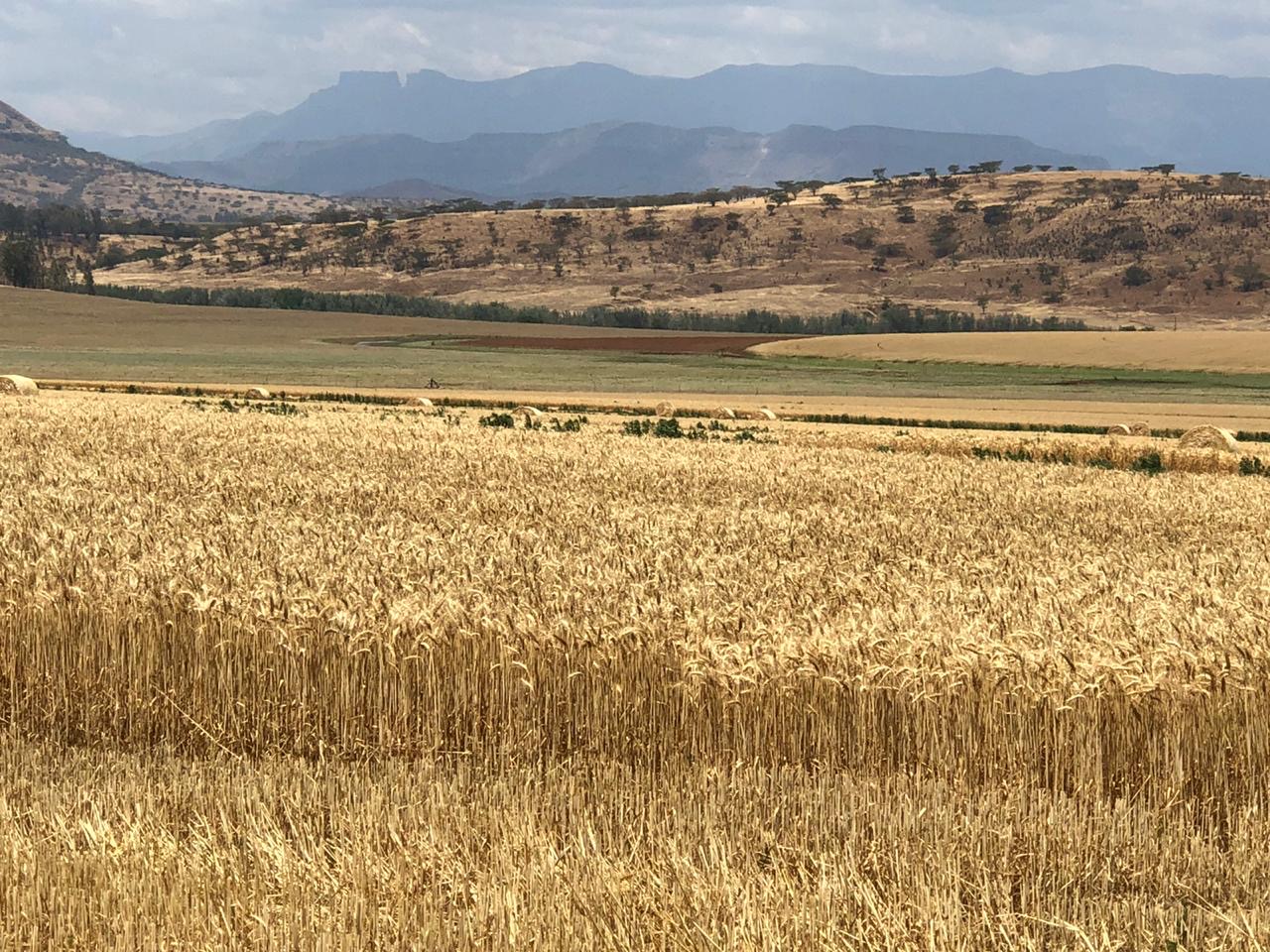 South Africa test sites on wheat farm 04