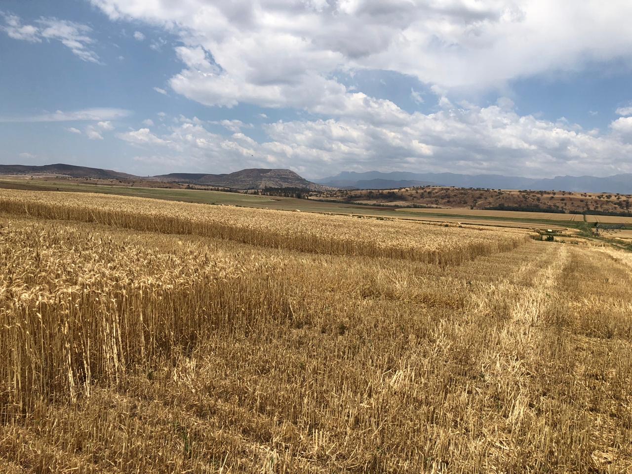 South Africa test sites on wheat farm 05