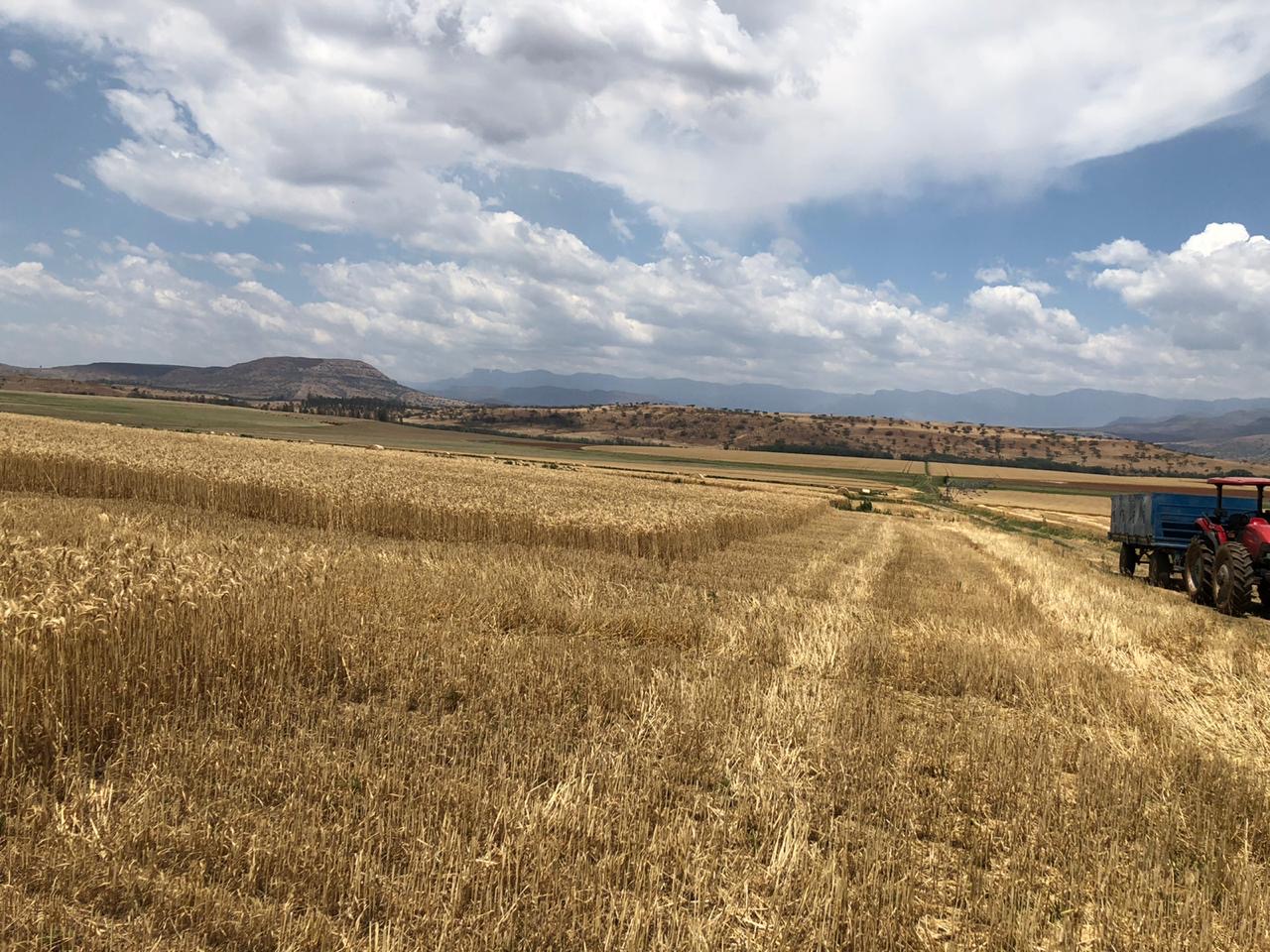 South Africa test sites on wheat farm 06