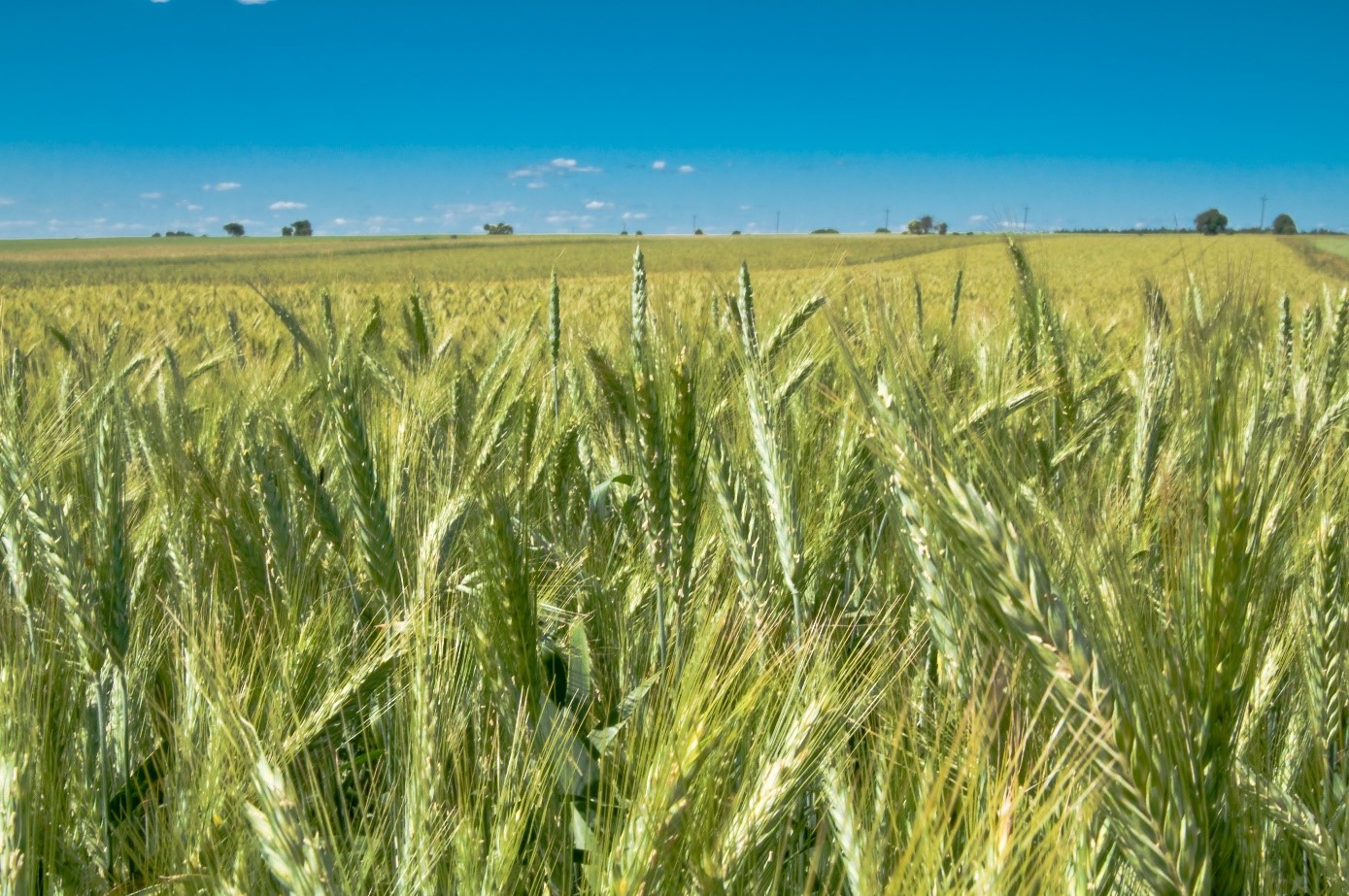 wheat trial test microbebio