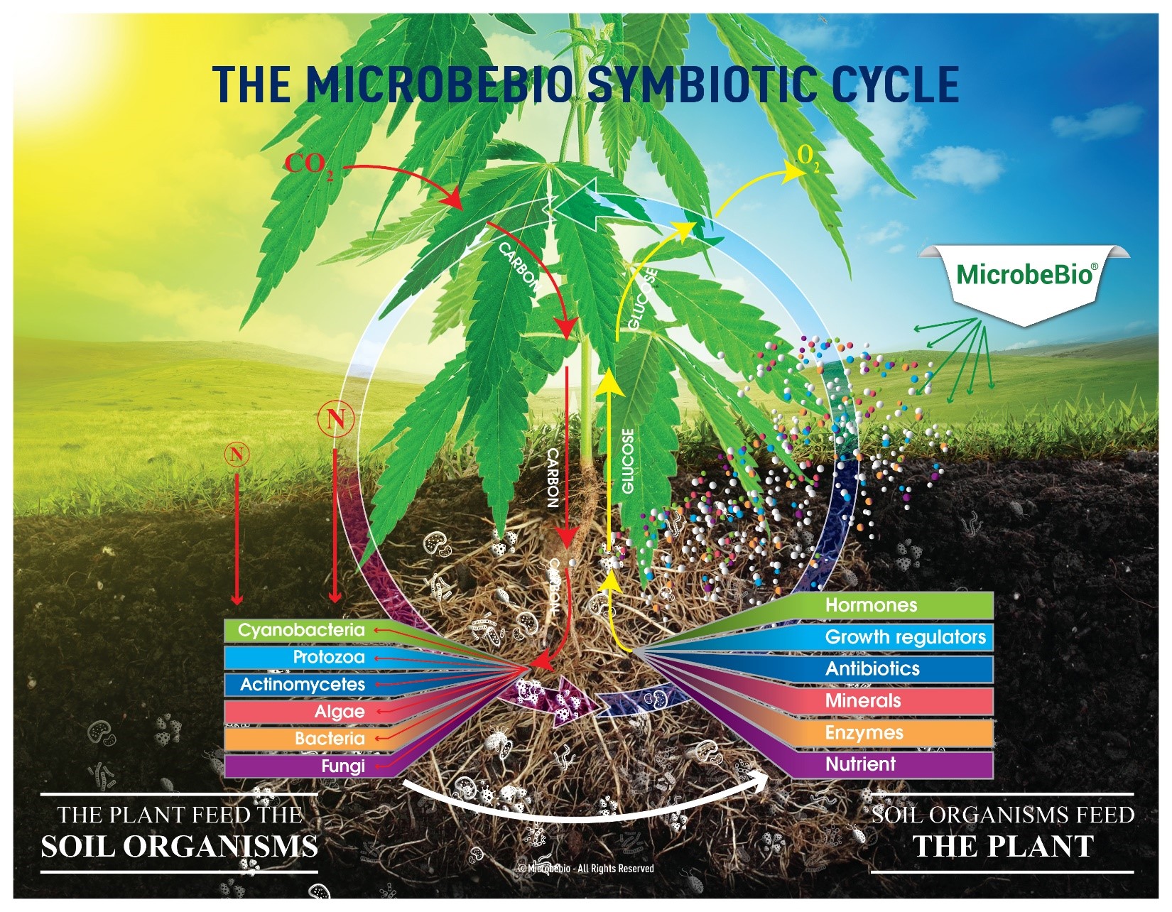 Microbebio Cannabis 5