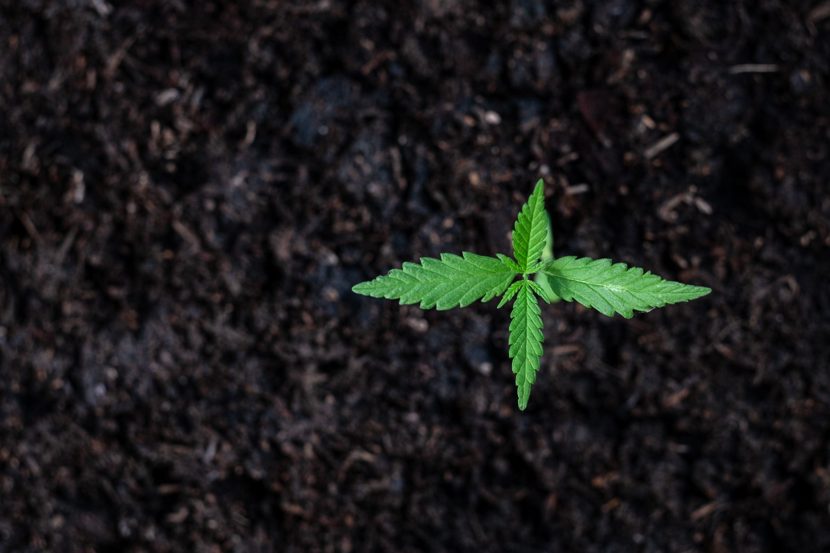 Microbebio Cannabis 6