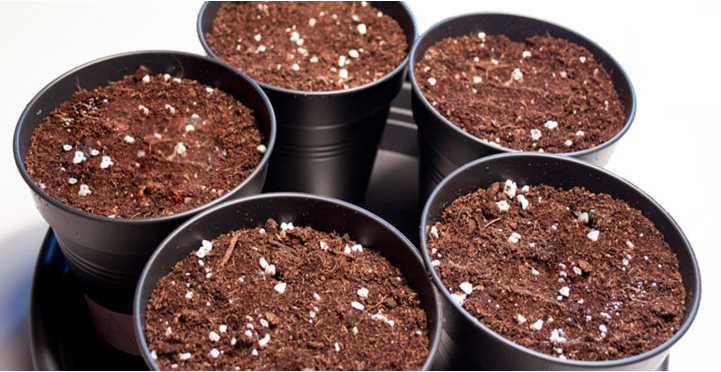 how to grown 2 how to grown cannabis