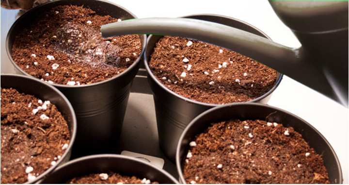 how to grown 4 how to grown cannabis