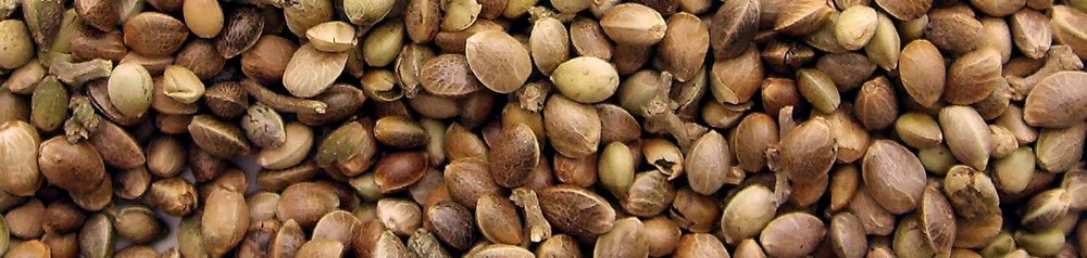 how to grown how to grown cannabis