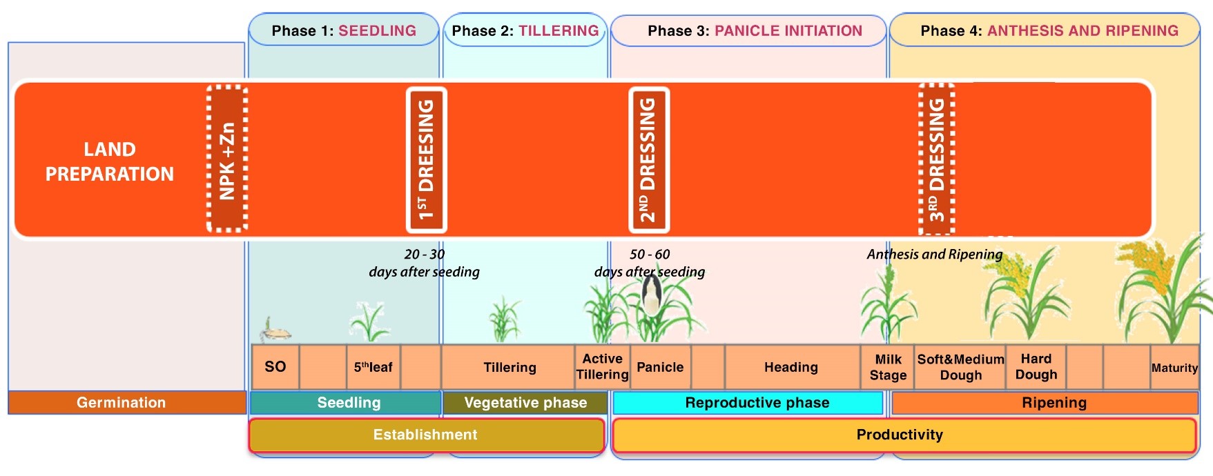 microbebio rice 1