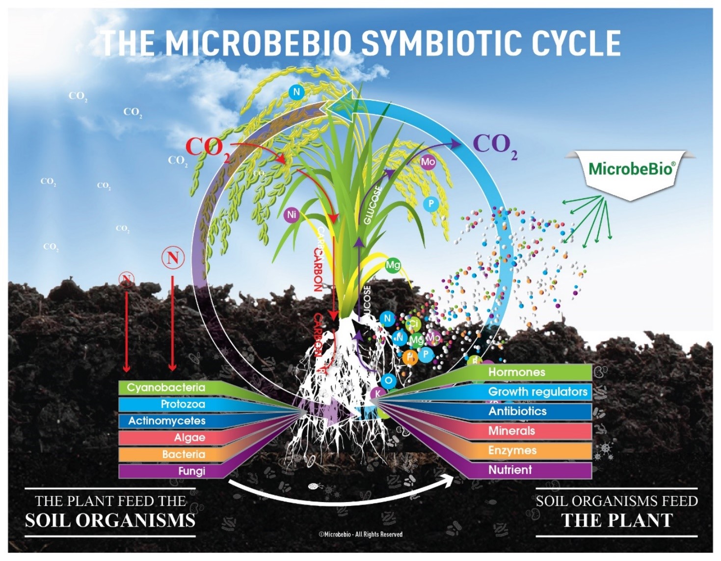 microbebio rice 3