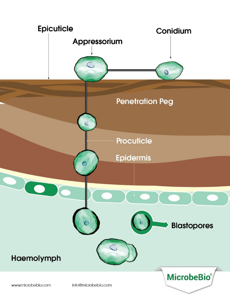 microbebio rice 6