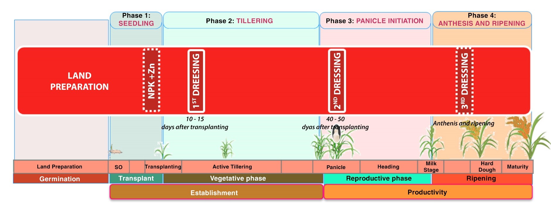 microbebio rice pest 14
