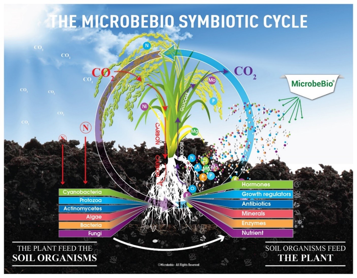 microbebio rice pest 2