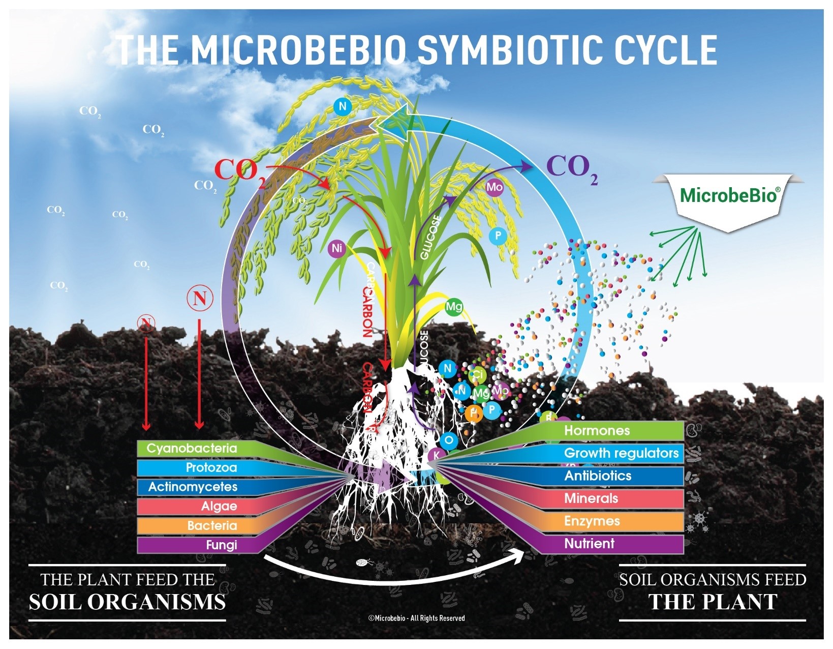microbebio rice pest 5 microbebio rice pest