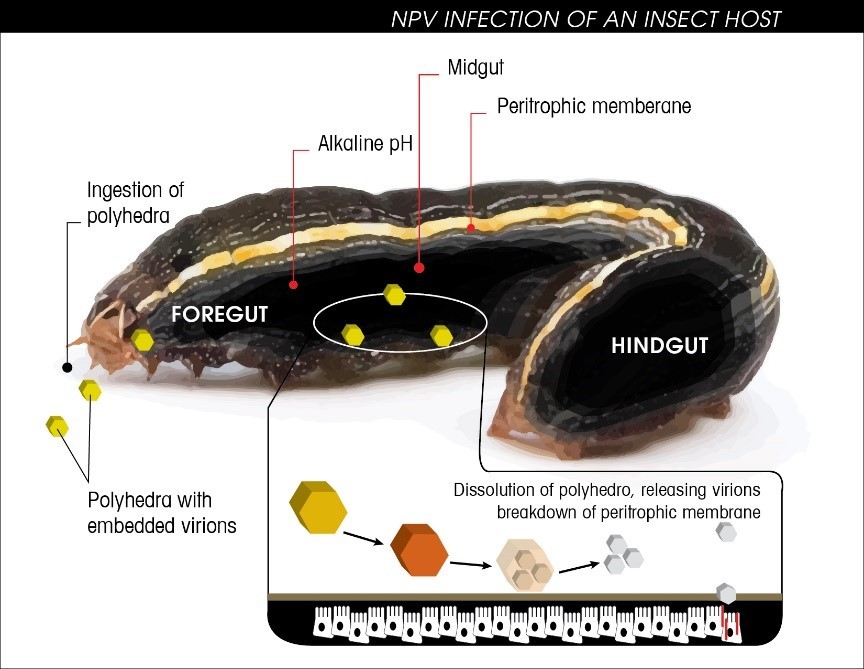 microbebio rice pest 6