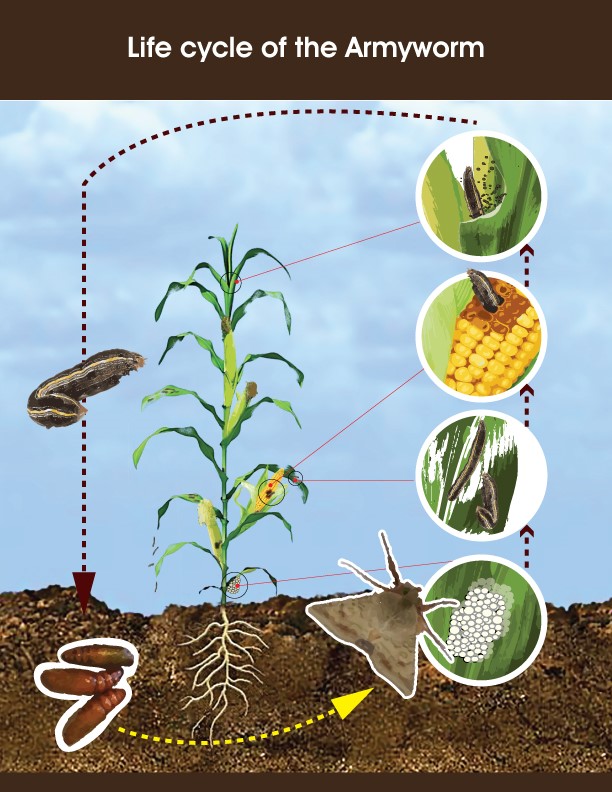 microbebio rice pest 8