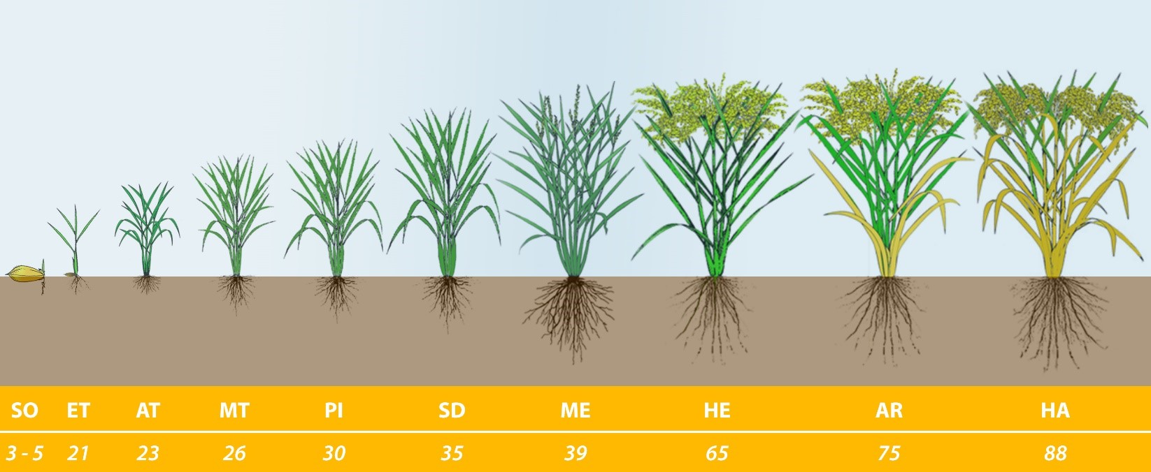microbebio rice pest