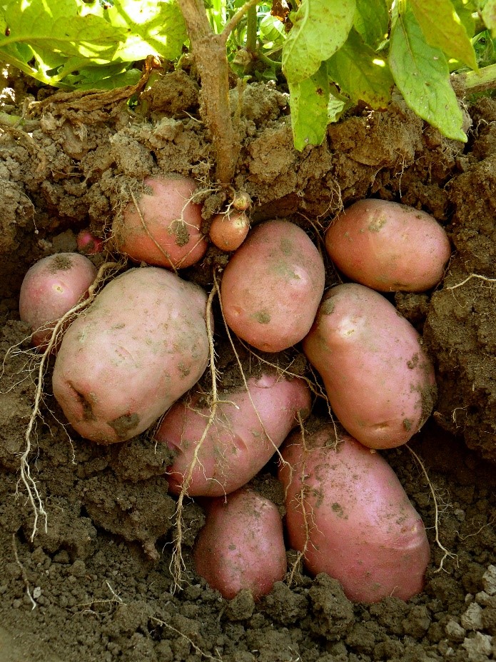 potato result in nigeria