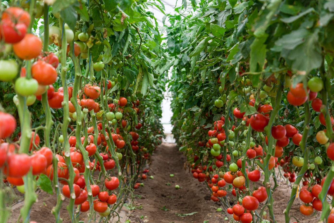 tomato zambia