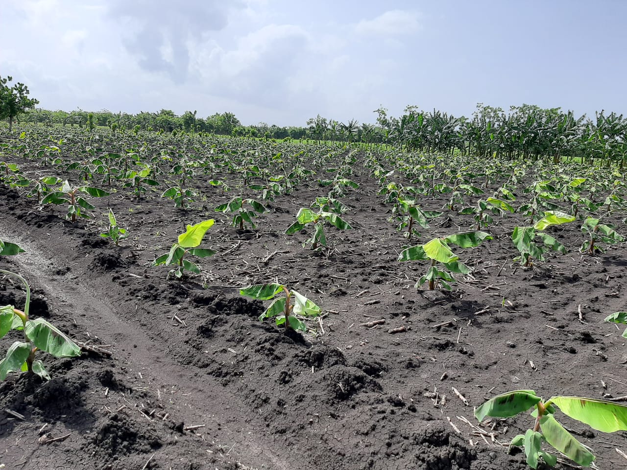30 dias de plantado2021-06-20 at 9.39.48 PM