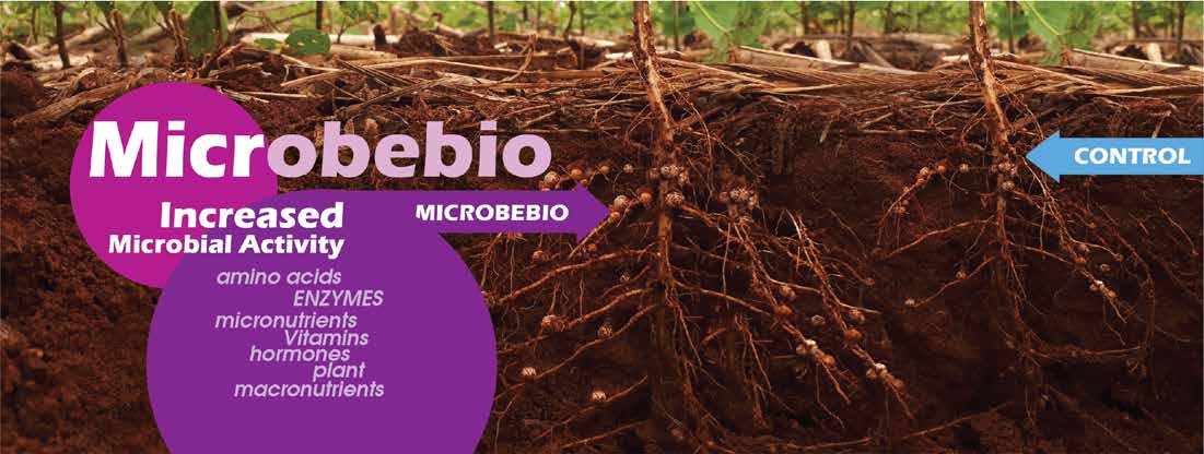 Microbebio Sustainable Regenerative and Carbon Farming 10 Microbebio Sustainable Regenerative and Carbon Farming 10
