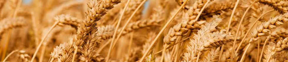 Microbebio Sustainable Regenerative and Carbon Farming 12 Microbebio Sustainable Regenerative and Carbon Farming 12