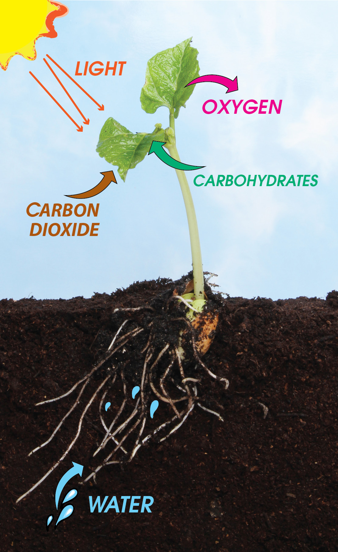 MICROBEBIO sustainable farming practices 1 Jan 31 2023 MICROBEBIO sustainable farming practices