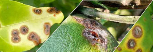 MICROBEBIO - BROCHURE - PEST PREVENT DISEASES - GRAPEFRUIT 4 MICROBEBIO - BROCHURE - PEST PREVENT DISEASES - GRAPEFRUIT 4