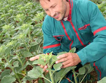 MICROBEBIO - BROCHURE - PEST PREVENT DISEASES - GRAPEFRUIT 5 MICROBEBIO - BROCHURE - PEST PREVENT DISEASES - GRAPEFRUIT 5