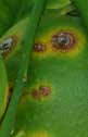 MICROBEBIO - BROCHURE - PEST PREVENT DISEASES - GRAPEFRUIT 6 MICROBEBIO - BROCHURE - PEST PREVENT DISEASES - GRAPEFRUIT 6