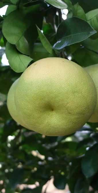 MICROBEBIO - BROCHURE - PEST PREVENT DISEASES - GRAPEFRUIT 7 MICROBEBIO - BROCHURE - PEST PREVENT DISEASES - GRAPEFRUIT 7