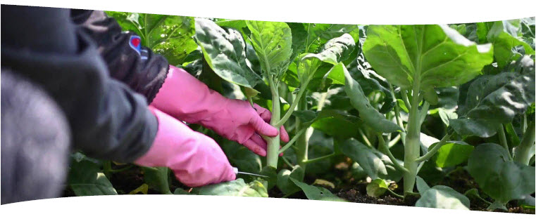 MICROBEBIO - Growing a Greener Future with Microbebio - ENGLISH - 25 23