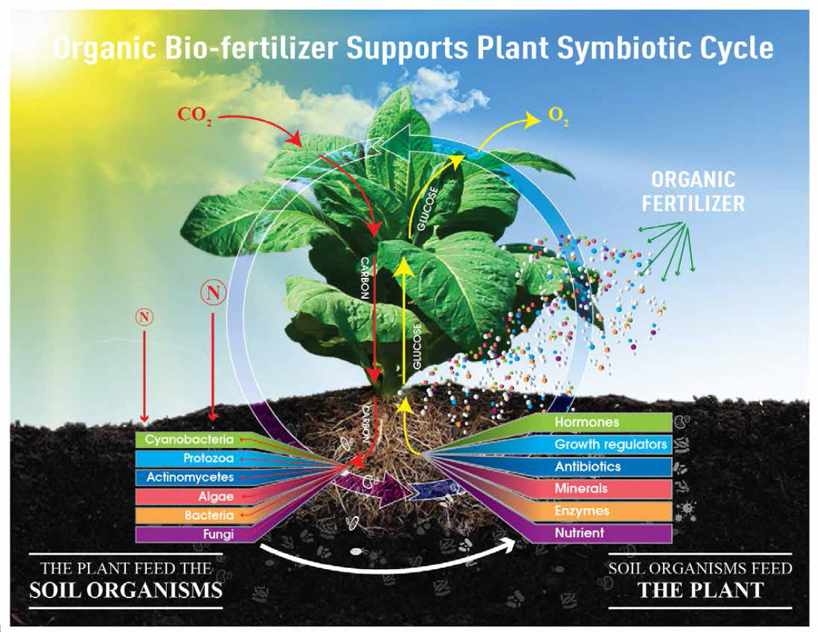 A Silent Hero for Sustainable Agriculture and Human Health 12