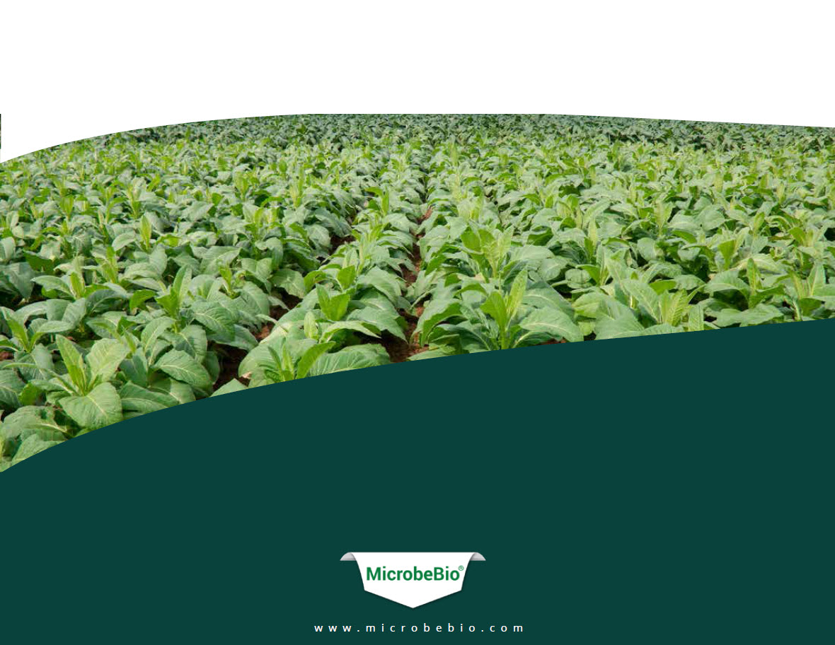 A Silent Hero for Sustainable Agriculture and Human Health 13
