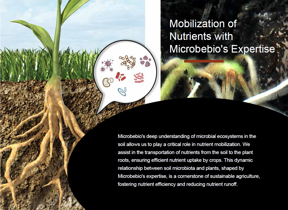 A Silent Hero for Sustainable Agriculture and Human Health 4 A Silent Hero for Sustainable Agriculture and Human Health 4